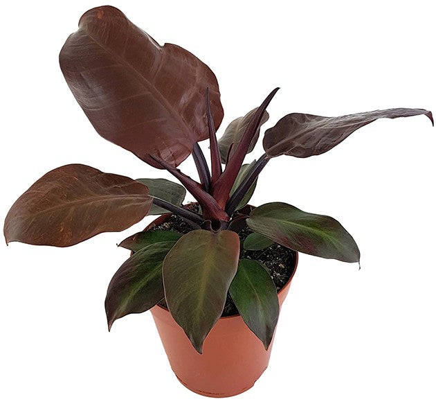 Philodendron &quot;Cherry Red&quot; - rötlicher Baumfreund