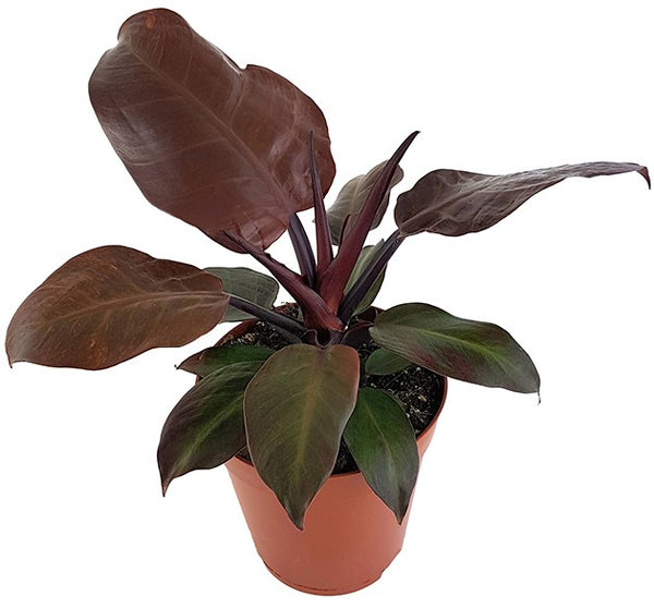 Philodendron 