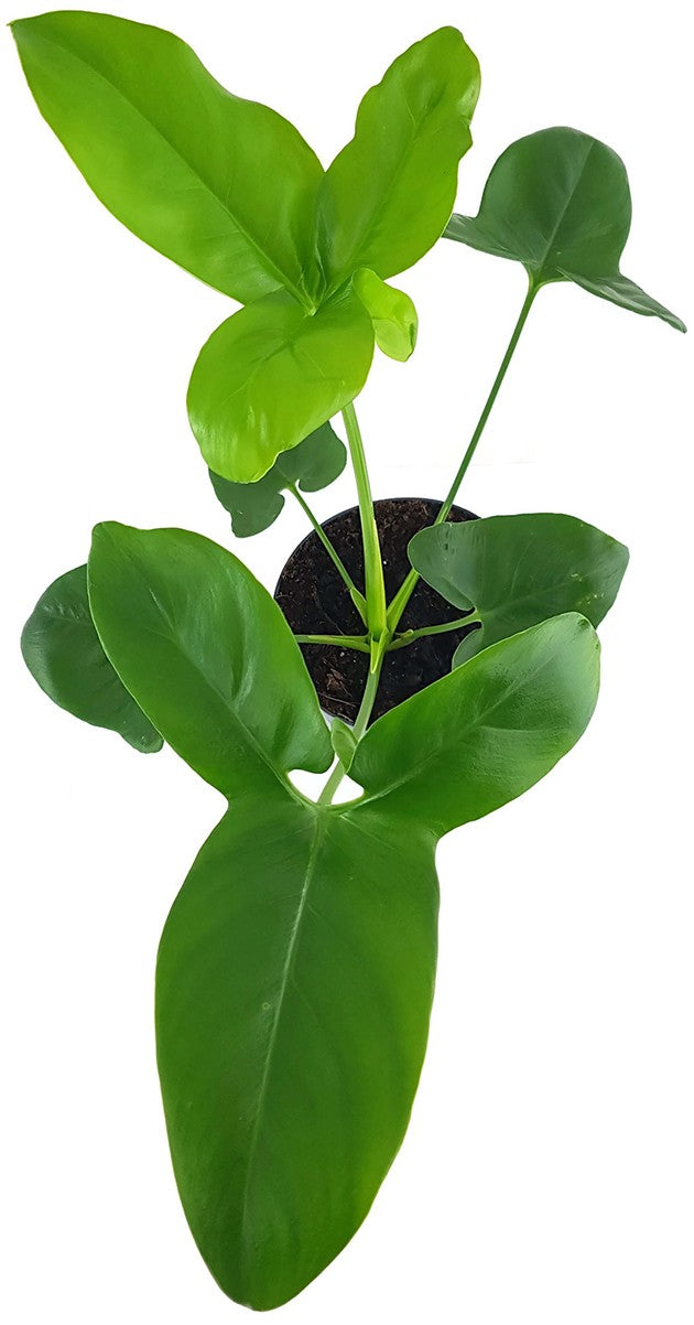 Philodendron "Green Wonder" - Baumfreund