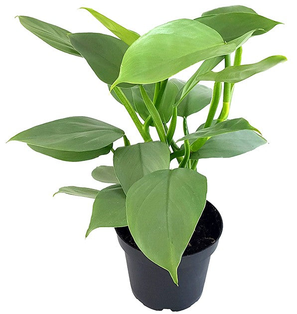 Philodendron "Grey Sticks" - schmuckvoller Baumfreund