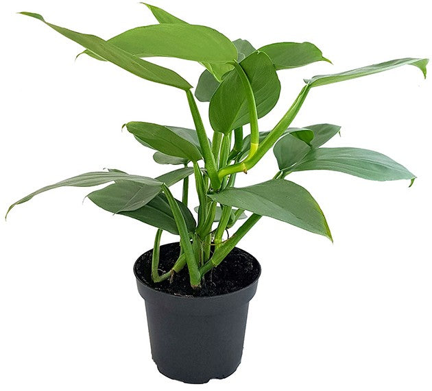 Philodendron "Grey Sticks" - schmuckvoller Baumfreund