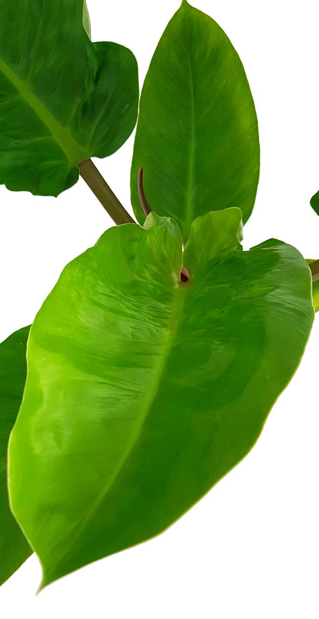 Philodendron "melinonii" - großer Baumfreund
