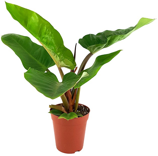 Philodendron "melinonii" - großer Baumfreund