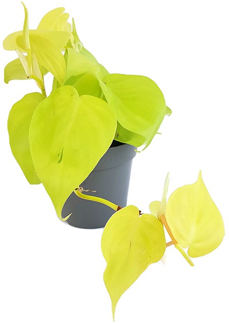 Philodendron micans "Lime" - spritziger Baumfreund