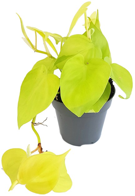 Philodendron micans "Lime" - spritziger Baumfreund