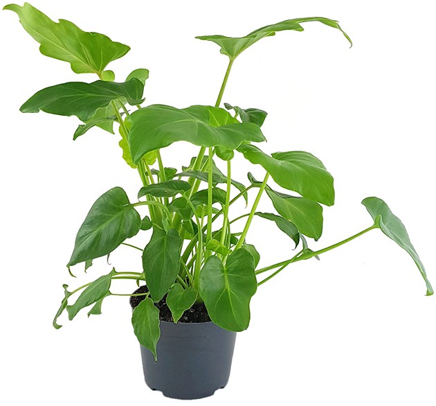 Philodendron &quot;Xanadu&quot; - Baumfreund