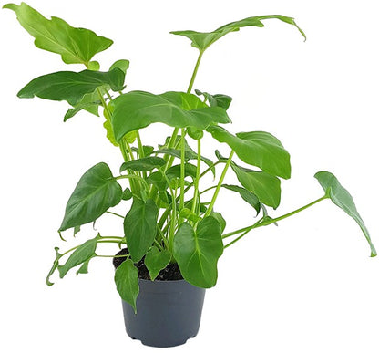 Philodendron &quot;Xanadu&quot; - Baumfreund