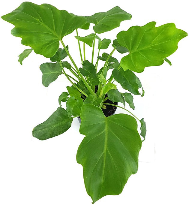 Philodendron "Xanadu" - Baumfreund
