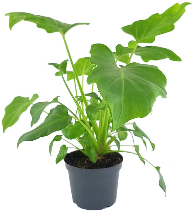 Philodendron "Xanadu" - Baumfreund