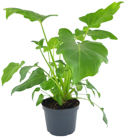 baumfreund philodendron xanadu Philodendron "Xanadu"