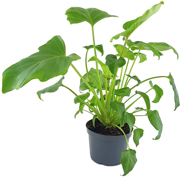 Philodendron &quot;Xanadu&quot; - Baumfreund