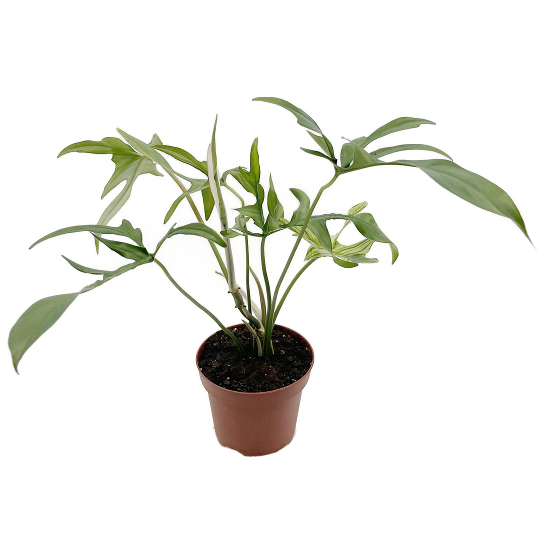 Philodendron selloum - Baum-Philodendron