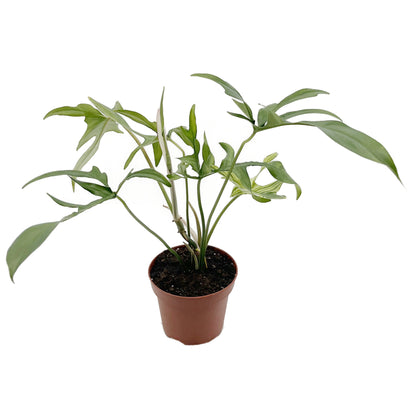 Philodendron selloum - Baum-Philodendron