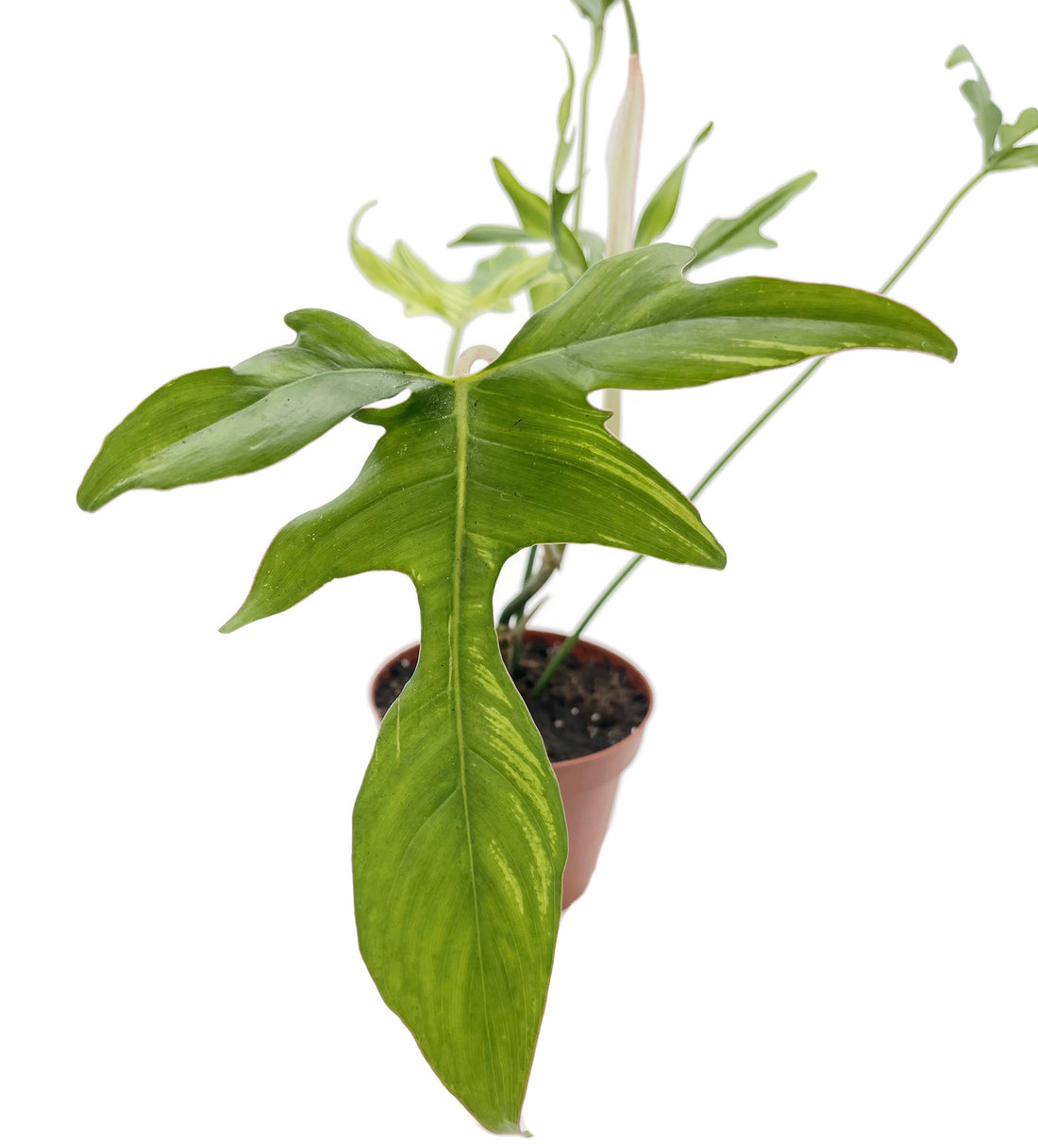 Philodendron selloum - Baum-Philodendron