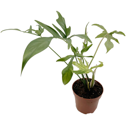 Philodendron selloum - Baum-Philodendron