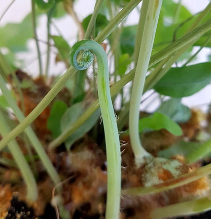 Phlebodium aureum &quot;Blue Star&quot; - Goldtüpfelfarn