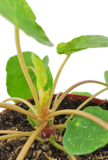 Pilea peperomioides &quot;Sugar&quot; - panaschierte Ufopflanze