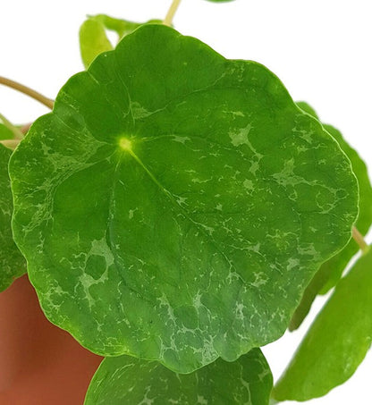 Pilea peperomioides &quot;Sugar&quot; - panaschierte Ufopflanze