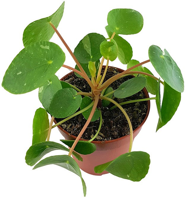 Pilea peperomioides &quot;White Splash&quot; - panaschierte Ufopflanze