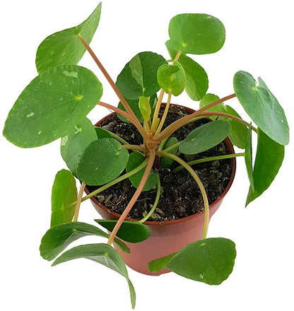 Pilea peperomioides &quot;White Splash&quot; - panaschierte Ufopflanze