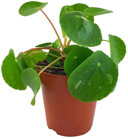 Pilea peperomioides &quot;White Splash&quot; - panaschierte Ufopflanze