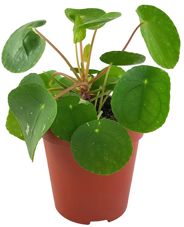 Pilea peperomioides &quot;White Splash&quot; - panaschierte Ufopflanze