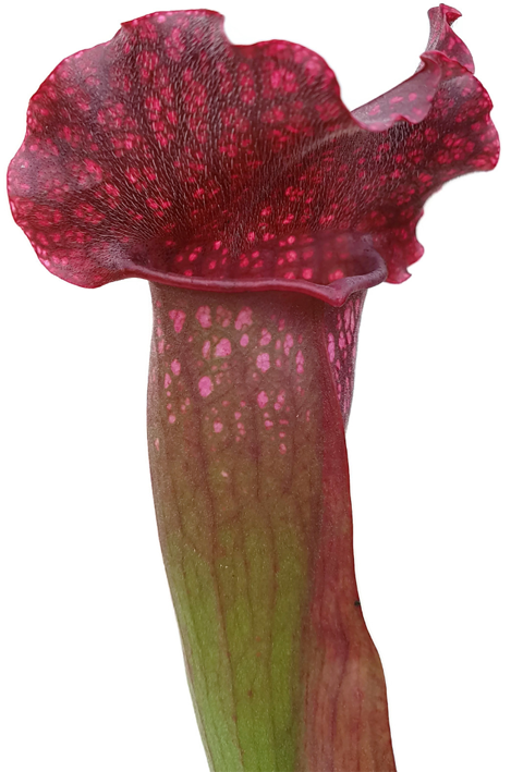Sarracenia X "Pinky"