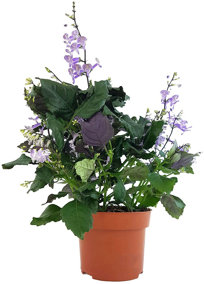 Plectranthus &quot;Mona Lavender&quot; - bienenfreundlicher Halbstrauch