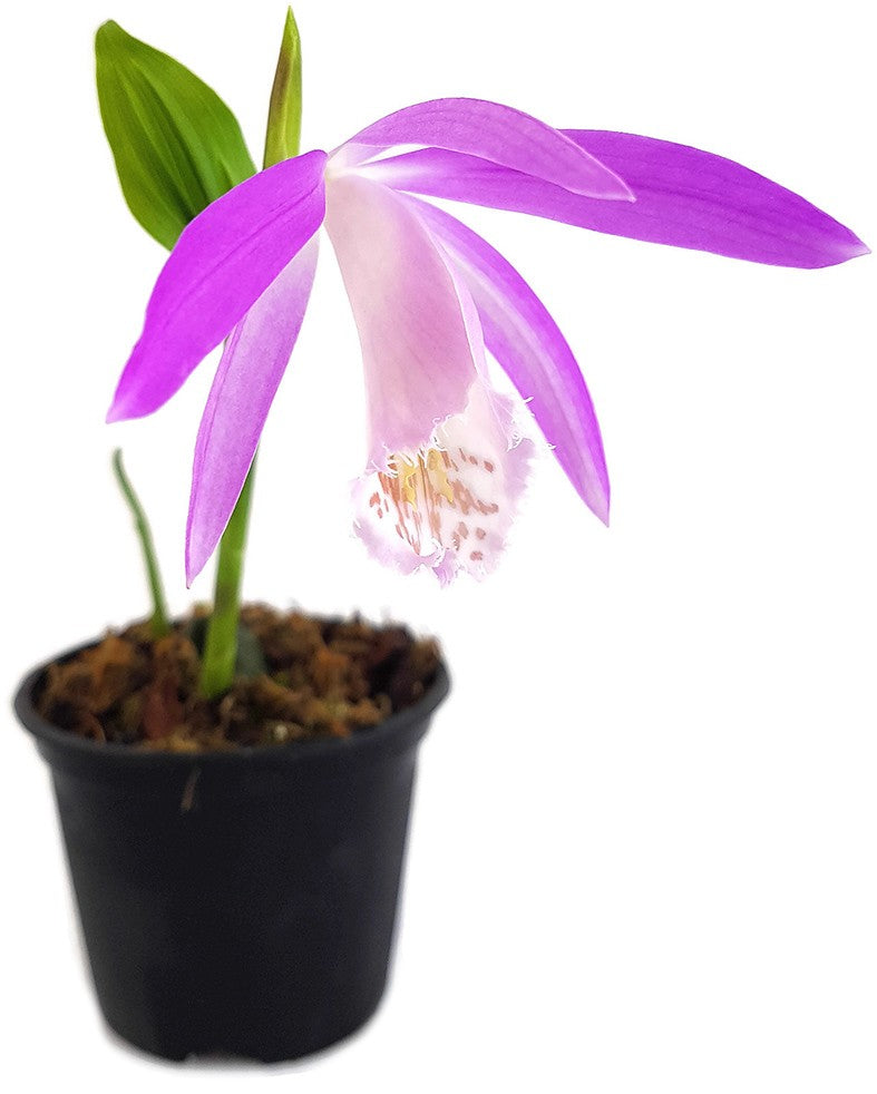 Pleione formosana - rosa Tibetorchidee