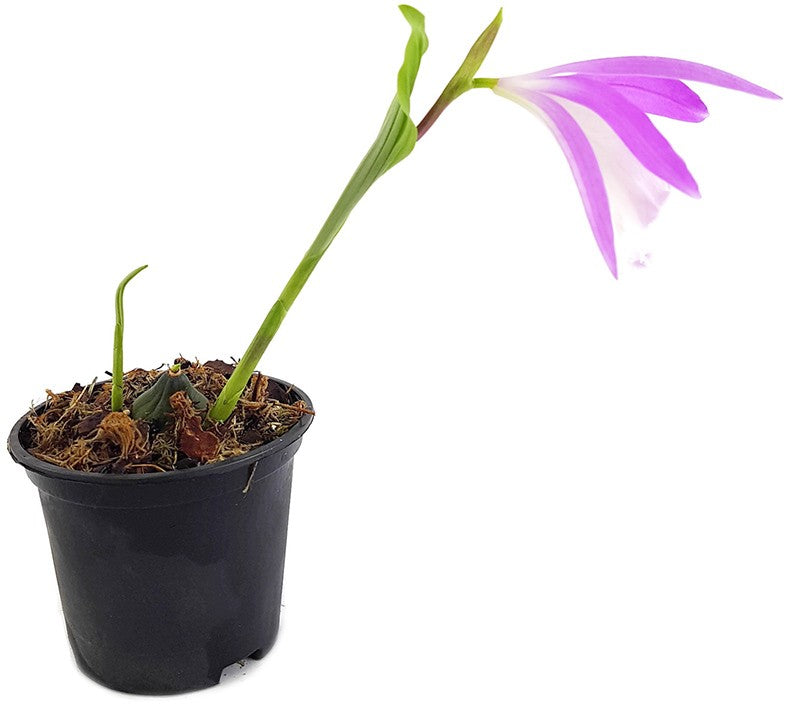 Pleione formosana - rosa Tibetorchidee