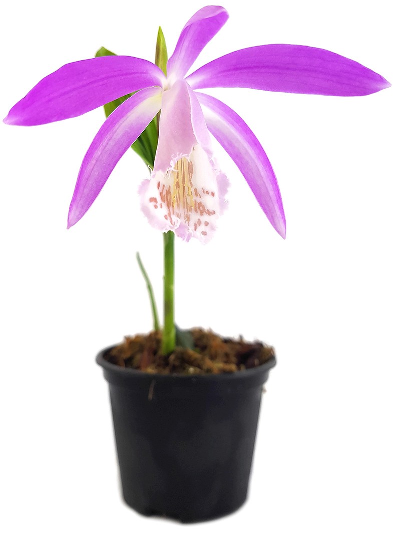 Pleione formosana - rosa Tibetorchidee