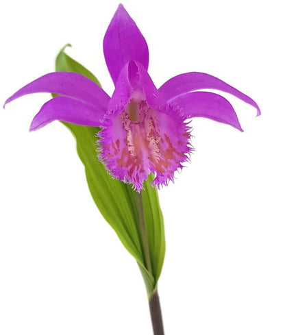 Pleione `Tongariro` - pinkfarbene Tibetorchidee