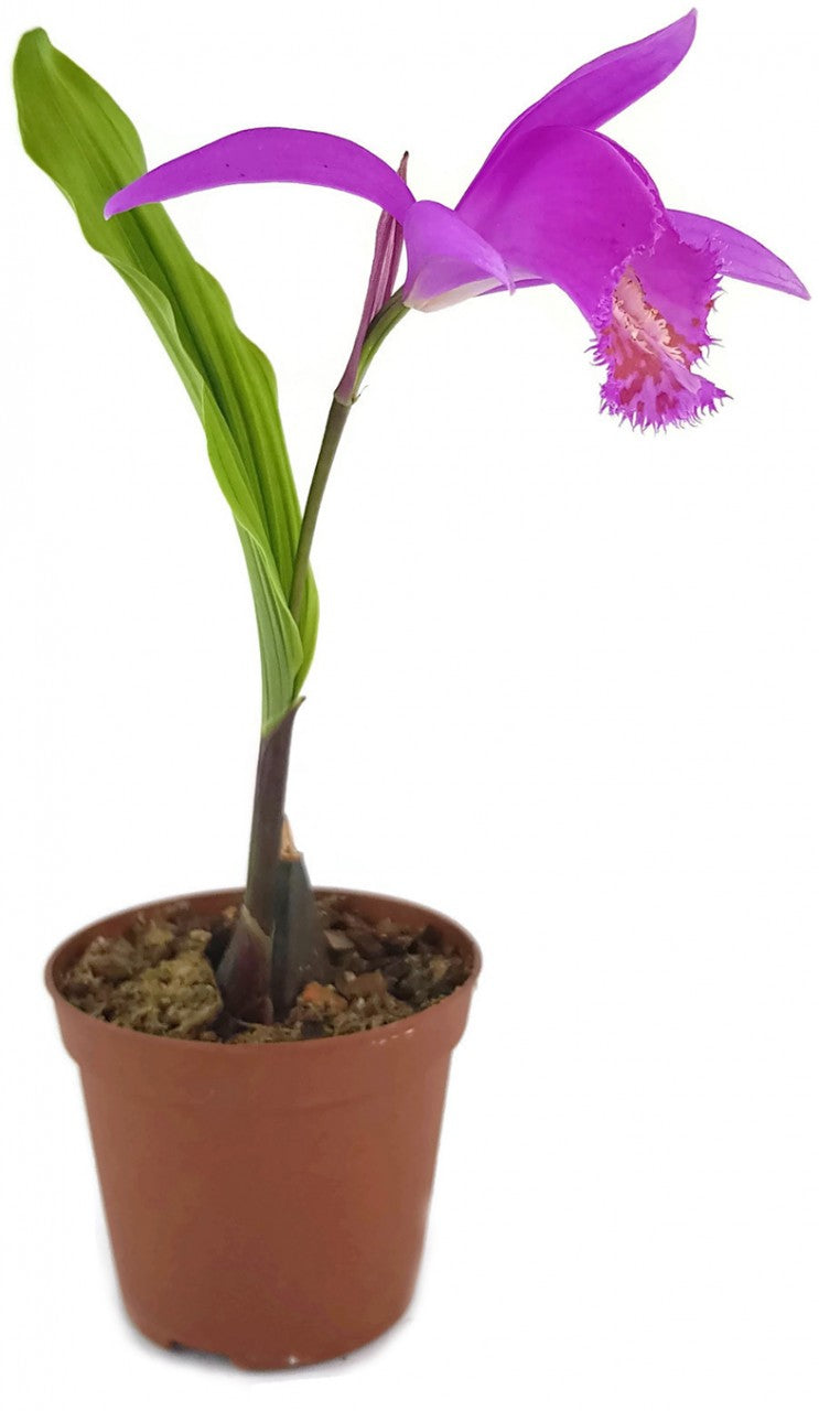 Pleione `Tongariro` - pinkfarbene Tibetorchidee