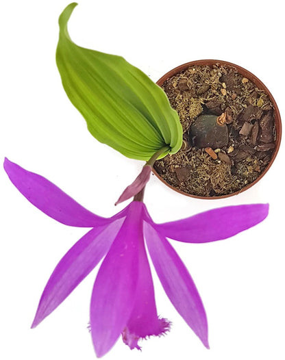 Pleione `Tongariro` - pinkfarbene Tibetorchidee