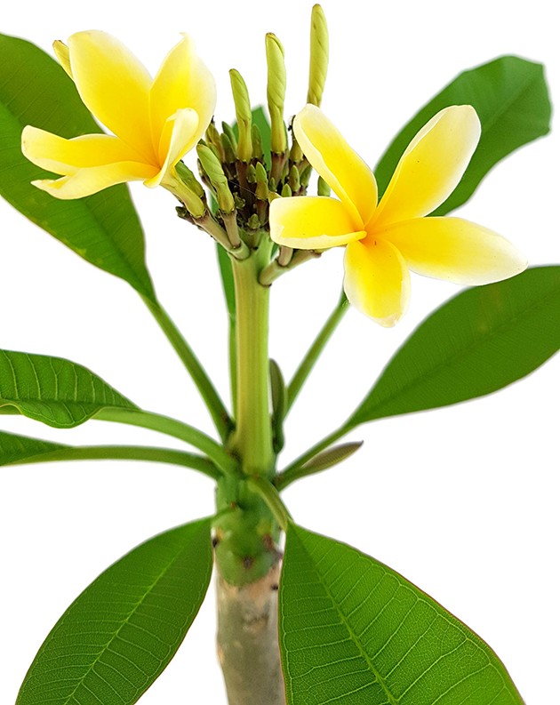 Plumeria Frangipani - Tempelbaum mit gelben Blüten