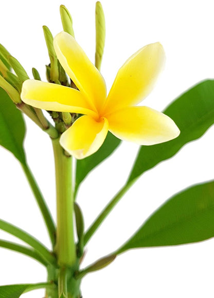 Plumeria Frangipani - Tempelbaum mit gelben Blüten