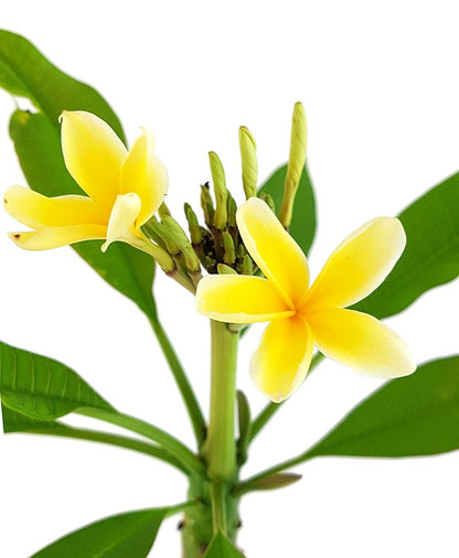 Plumeria Frangipani - Tempelbaum mit gelben Blüten