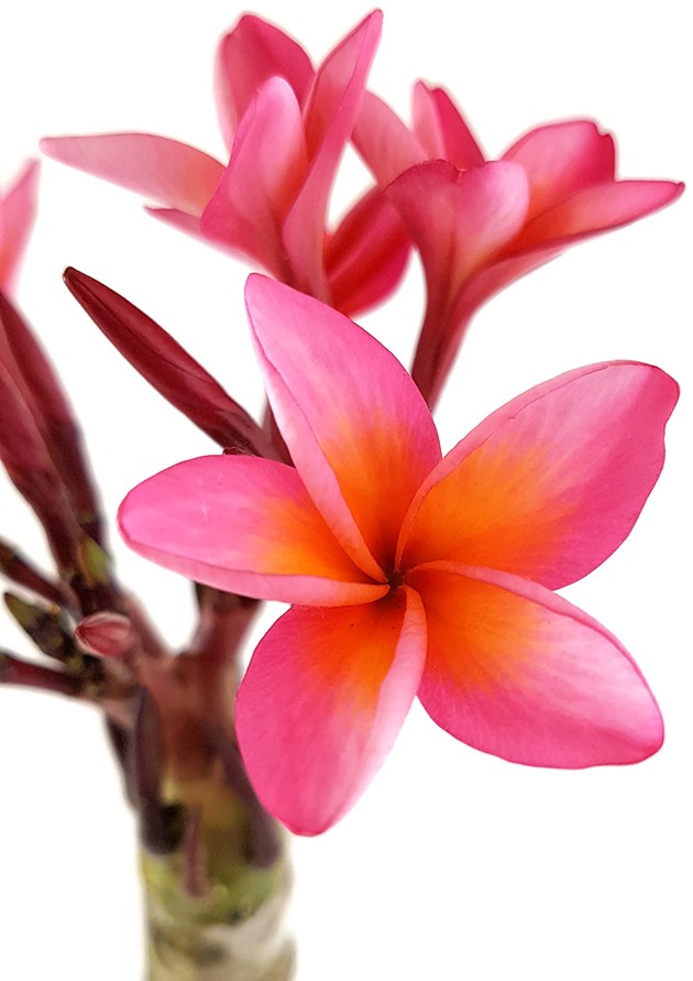 Plumeria Frangipani - Tempelbaum mit roten Blüten