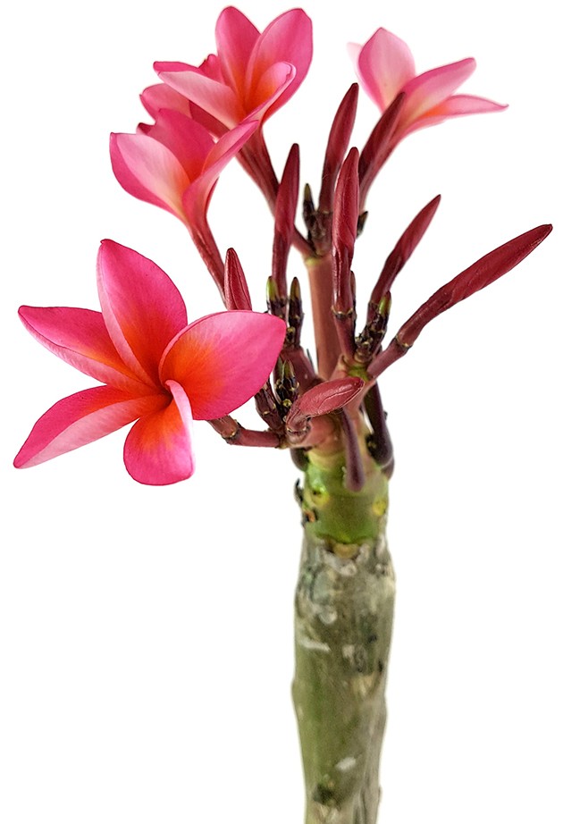 Plumeria Frangipani - Tempelbaum mit roten Blüten