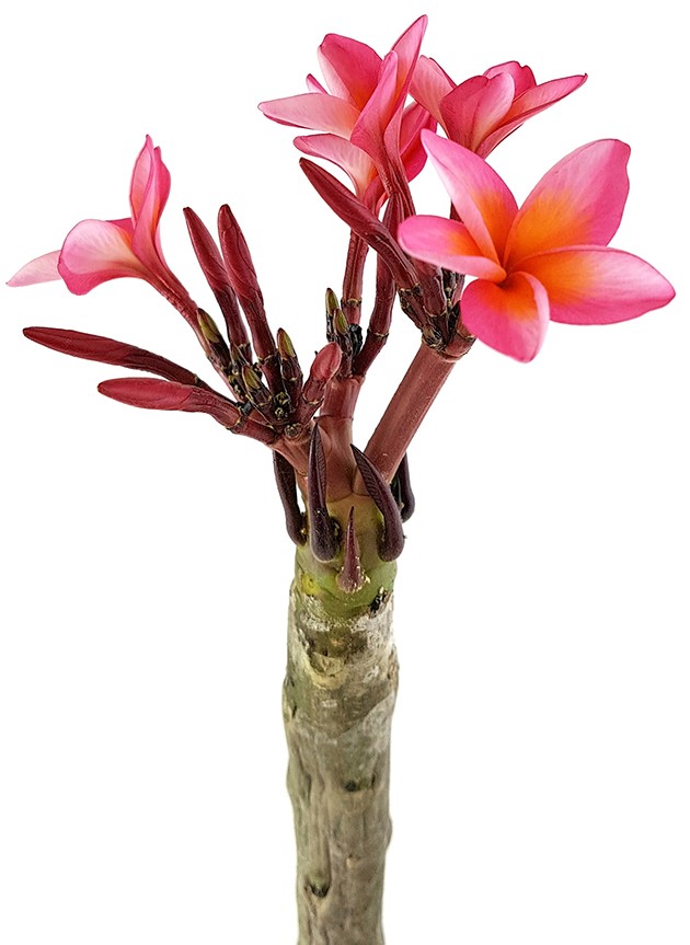 Plumeria Frangipani - Tempelbaum mit roten Blüten