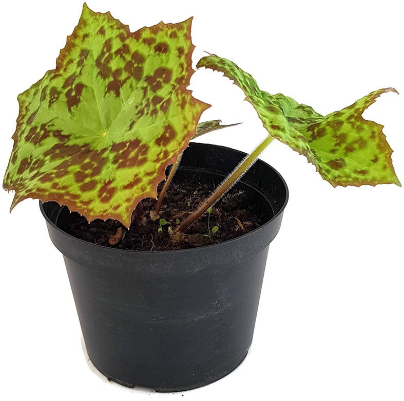 Podophyllum cultorum &quot;Spotty Dotty&quot; - Maiapfel