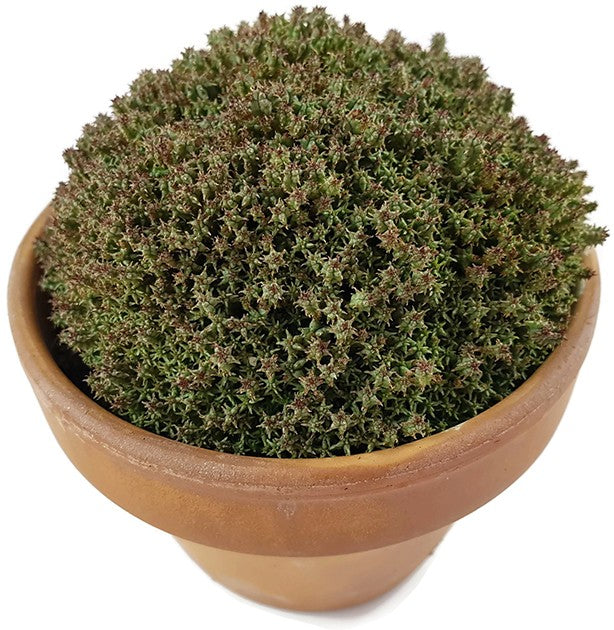 Euphorbia mammillaria f. compacta - Sukkulente