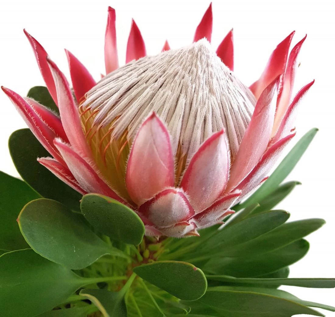 Protea cynaroides - Königsprotea &quot;Little Prince&quot;