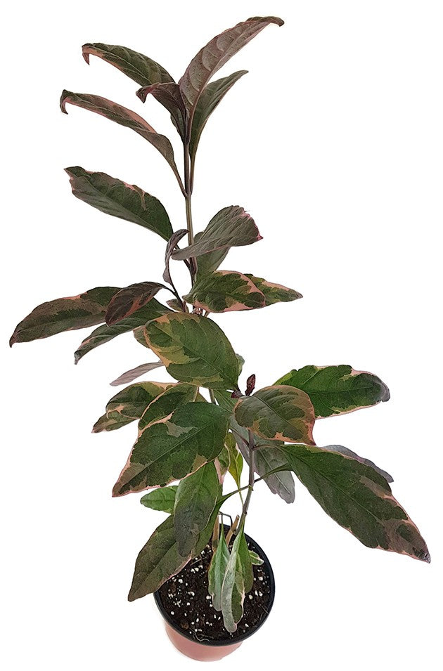 Pseuderanthemum atropurpureum - Zimmerstrauch