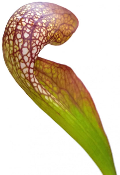 Sarracenia Psittacina