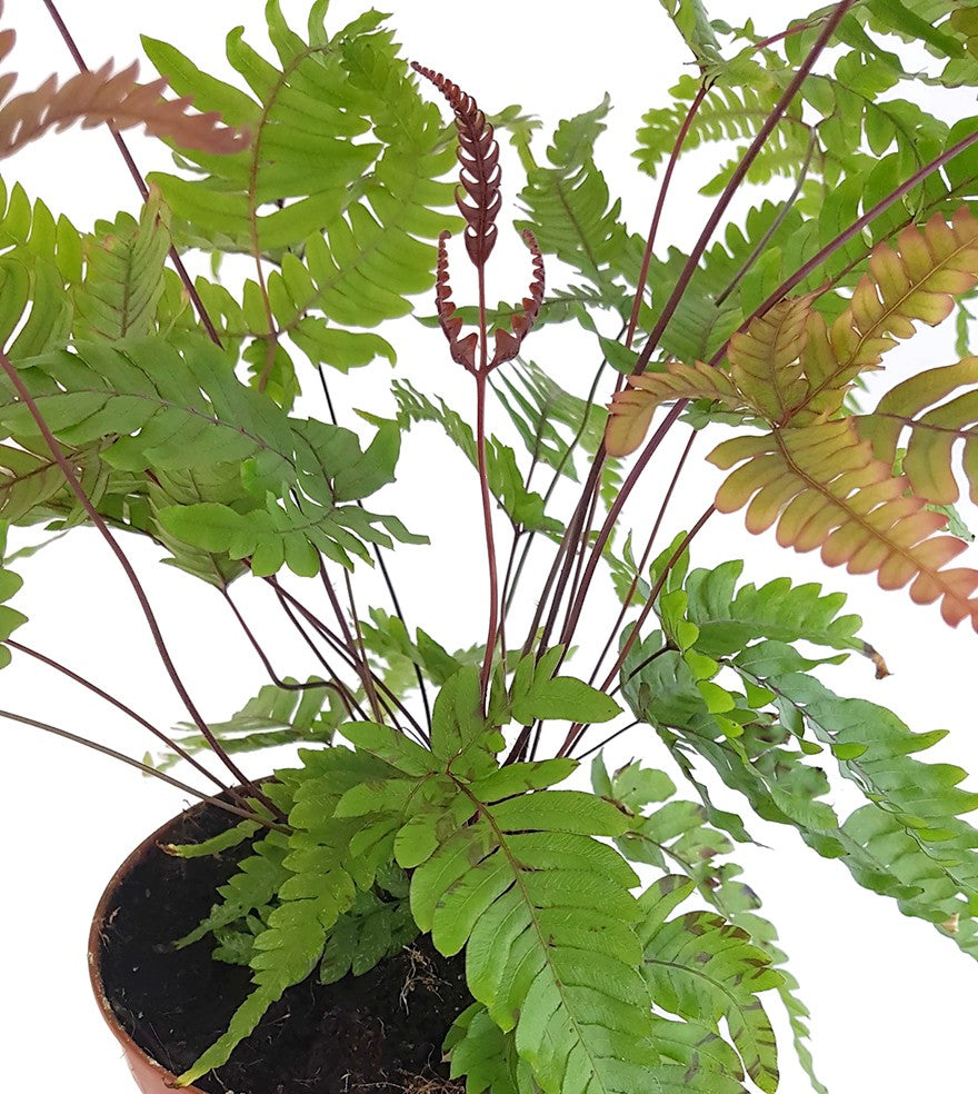 Pteris quadriaurita &quot;Tricolor&quot; - farbiger Tüpfelfarn