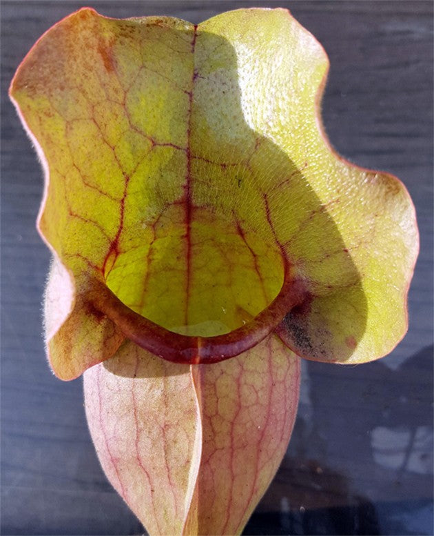 Sarracenia Purpurea ssp. Venosa var. Burkii  syn. Rosea