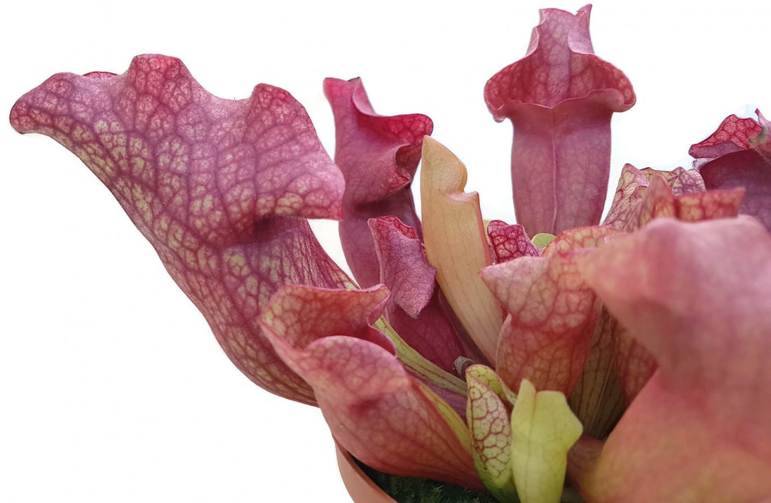 Sarracenia Purpurea Hybr. "Lipless"