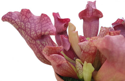 Sarracenia Purpurea Hybr. &quot;Lipless&quot;