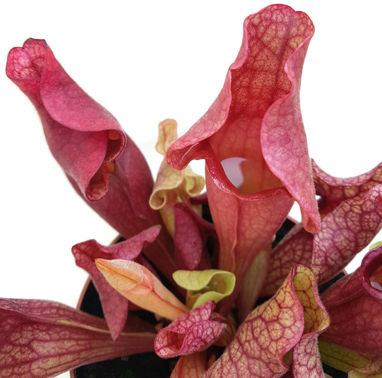 Sarracenia Purpurea Hybr. &quot;Lipless&quot;